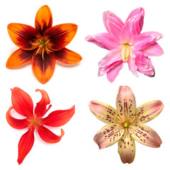 Collection head lily flower isolated on white background. Top view, flat design, florist business concept