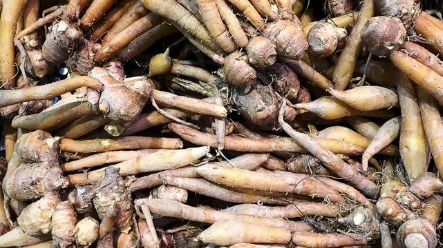 Kaempfer or Finger root pile 4k Video