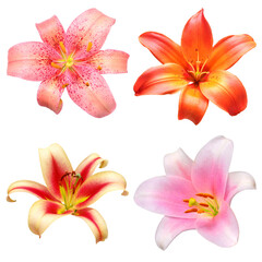 Collection head lily flower isolated on white background. Top view, flat design, florist business...