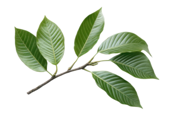 Green leaves of palm tree isolated on white background with cut path PNG