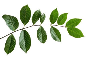 Naklejka premium Green leaves of palm tree isolated on white background with cut path PNG