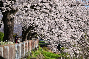 桜満開