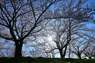 桜満開