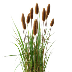 Lush Cattail Plant with Tall Brown Flower Spike Isolated on Transparent Background