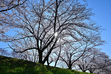桜満開