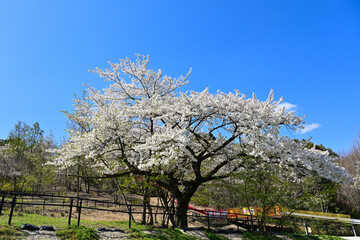 桜満開