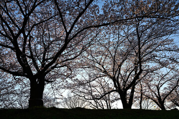 桜満開