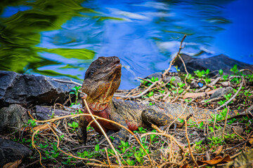 Lizard on the rock