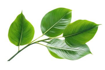 Obraz premium Green leaves of palm tree isolated on white background with cut path PNG