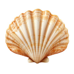 Obraz premium Elegant Scallop Shell Ocean Treasure Beach Find Seashell isolated on transparent background