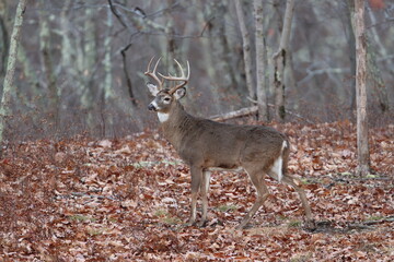 A majestic whitetail buck in the woods