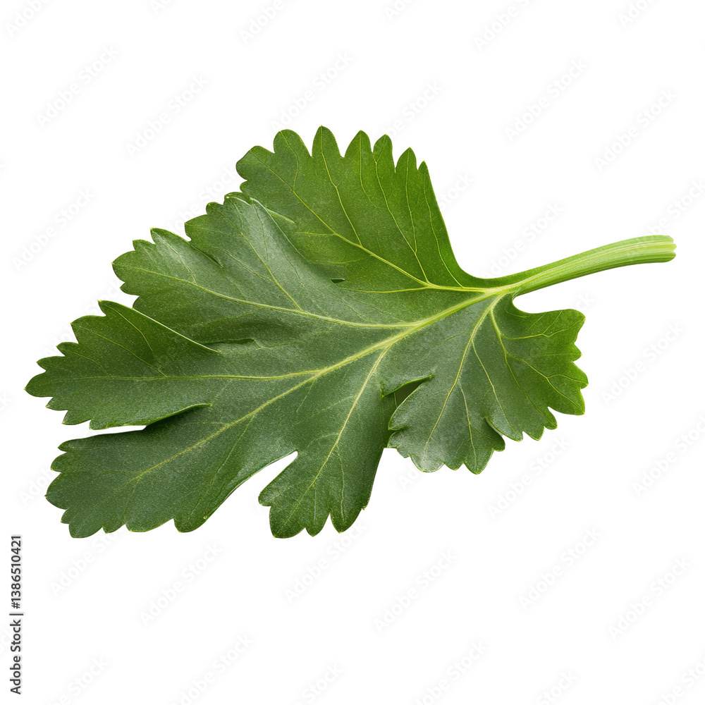 Poster a single green leaf displaying intricate veins against a soft natural background in bright daylight 