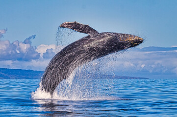 Energetic humpback whale breaching 