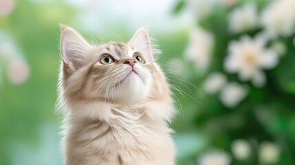 Fototapeta premium A fluffy, light beige kitten looks upward, its gaze directed off-camera. The soft fur is clearly visible. Its positioned slightly off-center against a blurred background of green foliage and white b