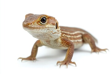 Fototapeta premium Isolated Brown Lizard Standing on White Background with Detailed Scales