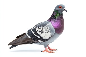 Obraz premium Standing Pigeon with Vibrant Plumage Against a Clean White Background