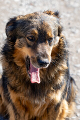 Fototapeta premium Dog yawning in outdoor setting during daylight hours