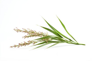 Fototapeta premium Green Grass Plant with Seed Heads on White Background, a Botanical Study
