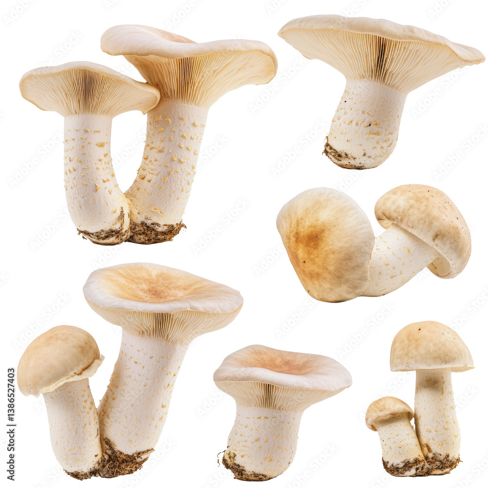 Aufkleber assorted group of fresh mushrooms displayed artistically on a solid black background highlighting th