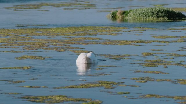A swan gracefully swims in a serene lake surrounded by patches of green algae and aquatic plants.