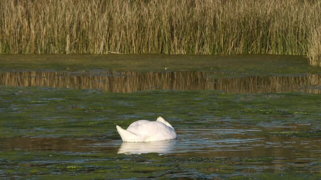 A swan with its head submerged in water, surrounded by reeds and algae.