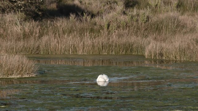 A swan gracefully swimming in a serene marshland surrounded by tall grasses.