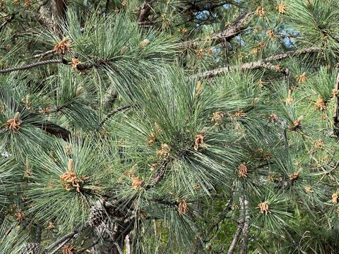Beautiful fresh spring evergreen conifer pine tree close up