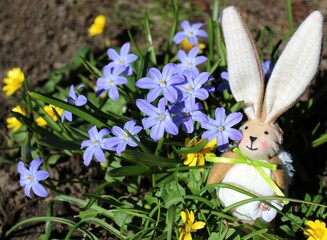 Easter bunny on a lawn of purple Chionodox flowers. Beautiful natural background. A bright spring landscape. The awakening of nature. Primroses. Catholic Easter. European traditions. A holy holiday. 