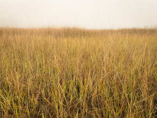 Saltwater Marsh Grass