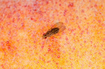 Tropical Fruit Fly Drosophila Diptera Parasite Insect Pest on Fruit Macro