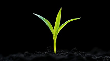 Fresh green grass growing on soil, symbolizing wheat germination and growth, highlighting the vitality of nature and agricultural development against a black background