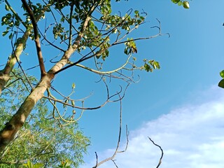 tree in the sky