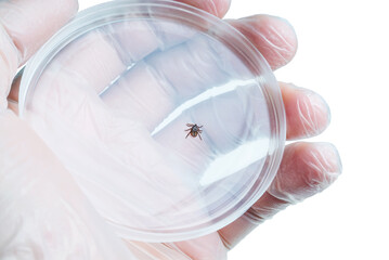 Encephalitis Infected Tick Parasite Insect Laboratory Tube Glass Vial Science Medical Research Isolated on White. Encephalitis Virus or Lyme Borreliosis Disease Infectious Dermacentor Tick Macro.