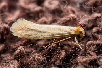 Macro Photo of Common Clothes Moth. Tineola Bisselliella Insect Parasite and Household Pest Infestation on Knitted Fabric