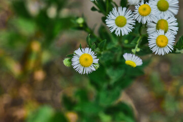 Fototapeta premium daisies in a field