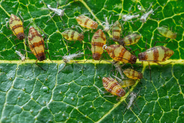 Aphid Colony Close-up. Greenfly or Green Aphid Garden Parasite Insect Pest Macro on Green Background