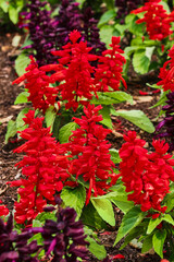 Flowerbed of red and purple plants. 