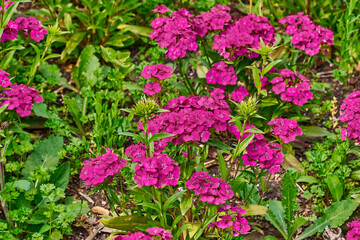Flowerbed of purple flower clusters