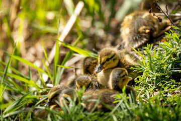 baby yellow ducklings resting in tall green grass