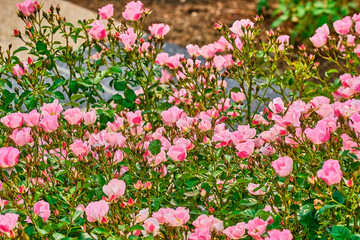 Close up of groups of pink flowers