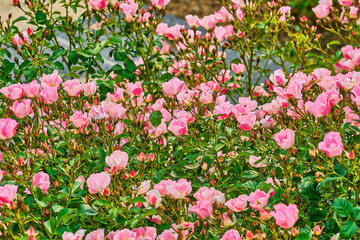 Close up of groups of pink flowers