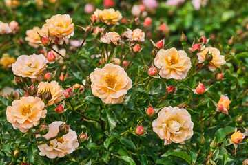 Close up of groups of yellow flowers