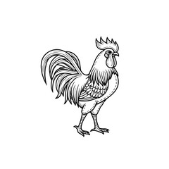 rooster isolated on white background