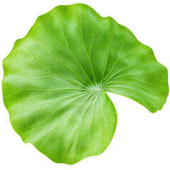 Fototapeta premium Fresh green leaf captured in a simple setting highlighting its natural shape and texture for culinary and health uses isolated on transparent background..