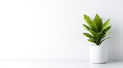 A green potted plant sitting on a white surface against a plain white wall, minimalist interior design concept, and bright and clean setting.