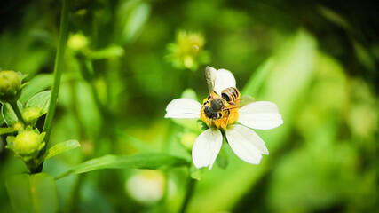 macro photo. Stingless bees: small pollinators Classified as a type of bee but does not have a...