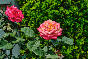 pink roses in garden