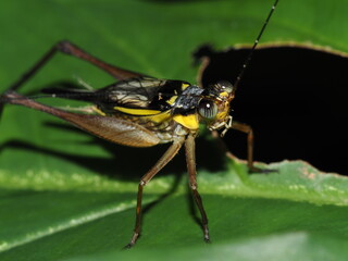 Yellow Cricket