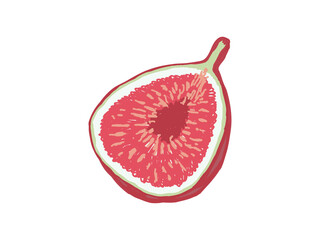 カットしたイチジクを斜めから見たイラスト