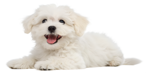 white pomeranian dog, Adorable fluffy white puppy, happy expression, tongue out, big dark eyes, soft fur, sitting pose, transparent background, studio portrait, high detail, cute pet photograph,